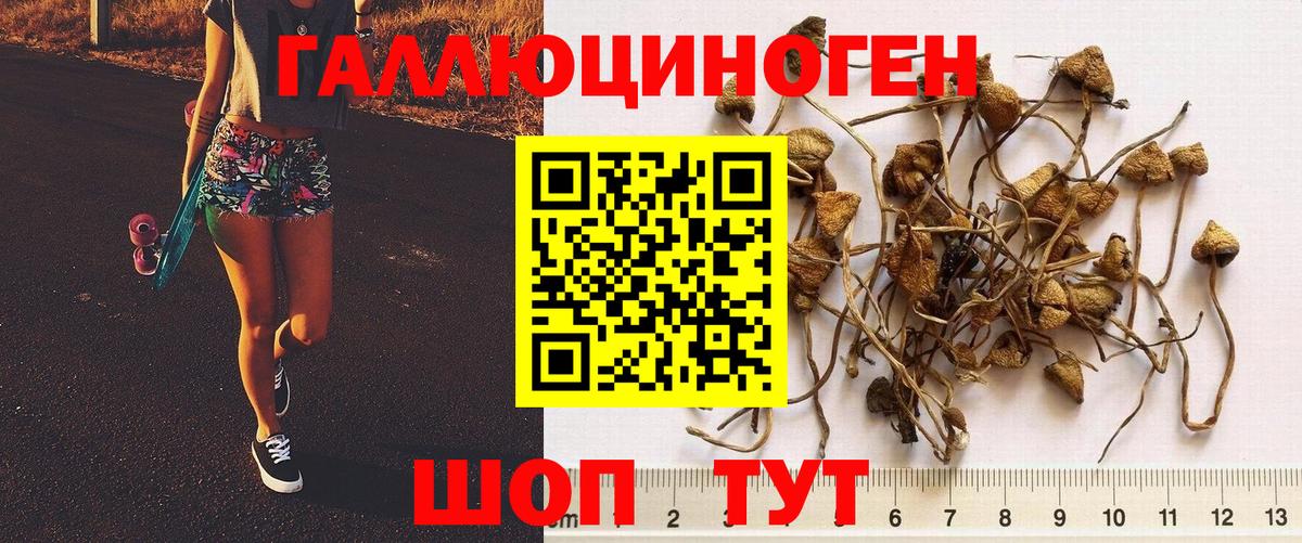 Псилоцибиновые грибы мицелий Гатчина